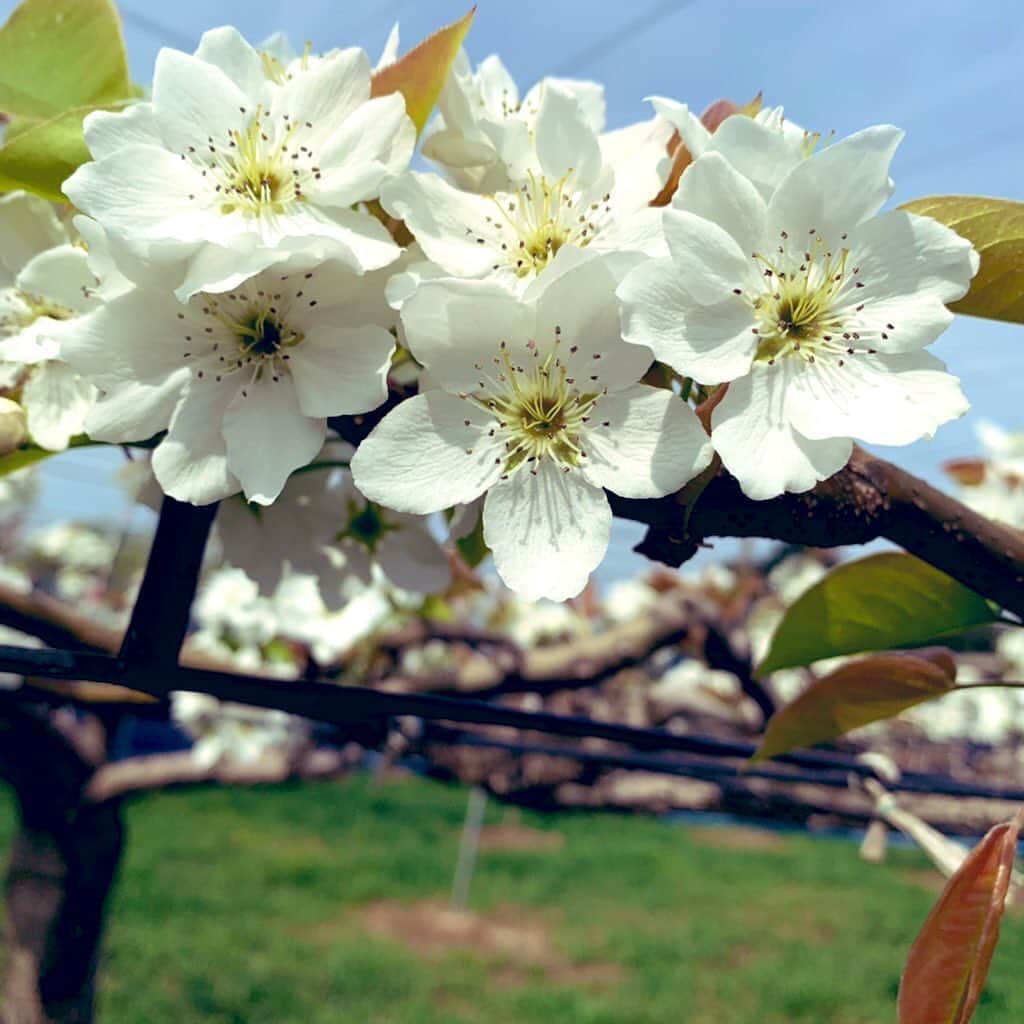 道の駅やちよさんのインスタグラム写真 - (道の駅やちよInstagram)「* 八千代名産の梨🍐農園では、今梨の花が満開見頃となっています。 桜のピンクの花と違って、真っ白な清楚な花を咲かせます。梨園近くをお通りの際は、見てみて下さいね😊 美味しい梨が出始めるのは7月下旬頃からです✨  #道の駅やちよ　#梨　#梨の花　#八千代市」4月2日 15時26分 - michinoeki_yachiyo090720