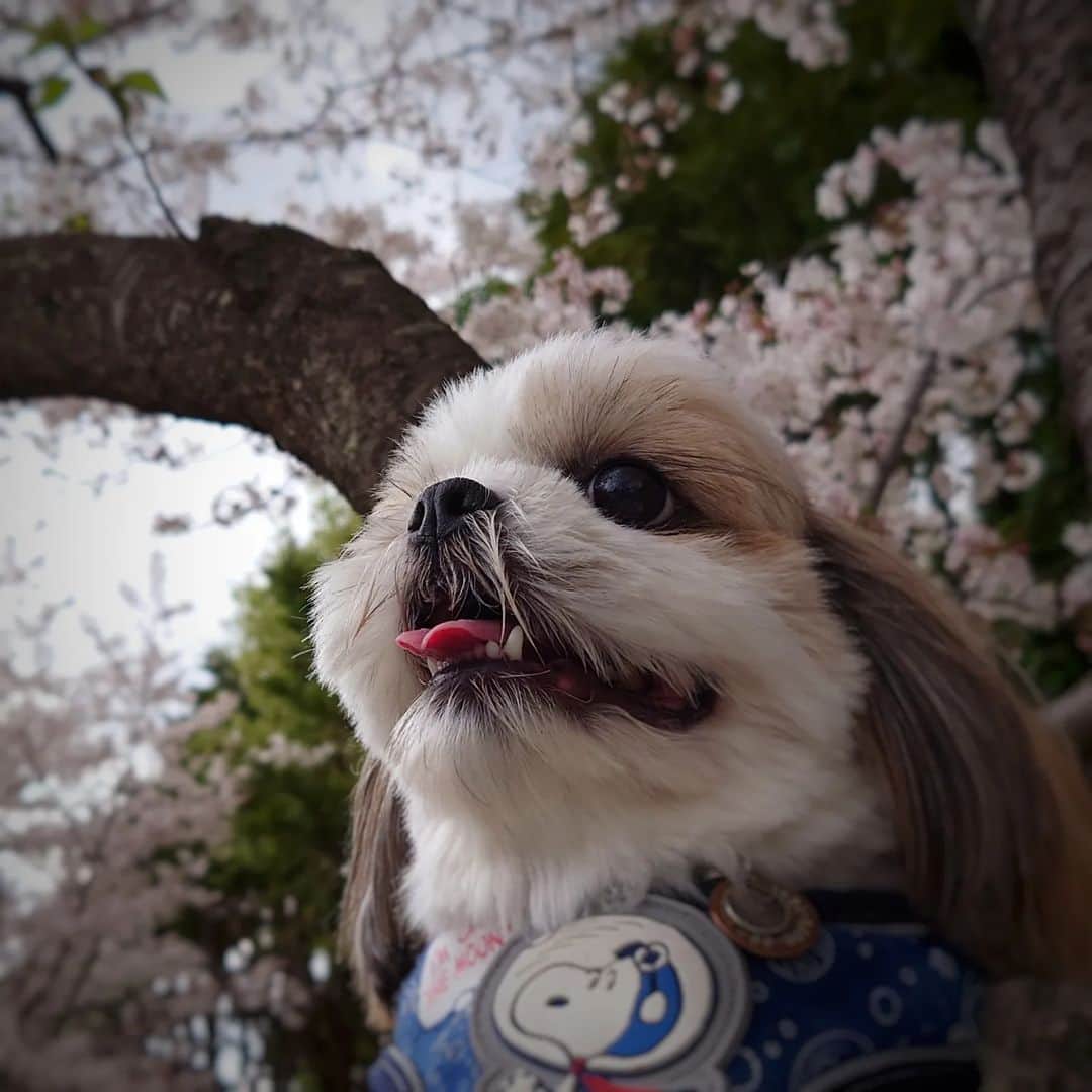 Kukkaのインスタグラム：「シーズーの日なのでお花見？  #シーズー #シーズーの日」