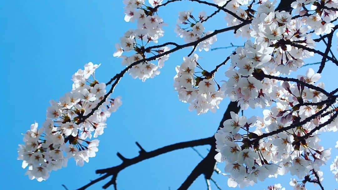 伊勢みずほさんのインスタグラム写真 - (伊勢みずほInstagram)「桜の下でマック食べたよ🤭 いつものマックが100倍美味しく感じたよ🌸  今年のやすらぎ堤の桜は長持ちしてますね🌸すっごく嬉しい！  #お花見　#🌸　#桜満開 　#やすらぎ堤 #快晴 #少し寒い #ソメイヨシノ #青空 #マクドナルド🍔🍟 #いちご大福パイ #お散歩　#わんちゃん #いっぱい　#新潟市　#桜の名所 #2023 #観測史上最速 #開花　#満開」4月2日 15時33分 - isemizuhoo