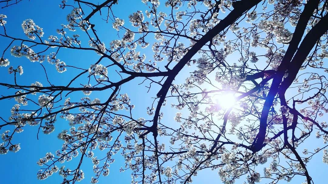 伊勢みずほさんのインスタグラム写真 - (伊勢みずほInstagram)「桜の下でマック食べたよ🤭 いつものマックが100倍美味しく感じたよ🌸  今年のやすらぎ堤の桜は長持ちしてますね🌸すっごく嬉しい！  #お花見　#🌸　#桜満開 　#やすらぎ堤 #快晴 #少し寒い #ソメイヨシノ #青空 #マクドナルド🍔🍟 #いちご大福パイ #お散歩　#わんちゃん #いっぱい　#新潟市　#桜の名所 #2023 #観測史上最速 #開花　#満開」4月2日 15時33分 - isemizuhoo