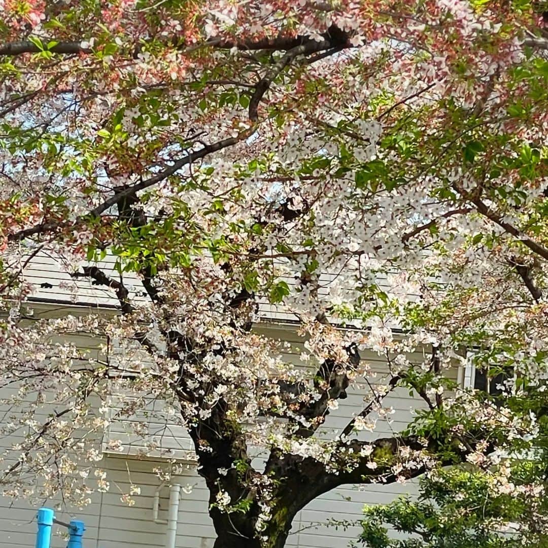 小林幸子さんのインスタグラム写真 - (小林幸子Instagram)「昨日、暖かったのでお散歩🌸 近く公園へ桜を見に✨ もう散りかかっていましたが、桜吹雪が舞って素敵でした🌸 帰ってきて、お庭でジャコとひなたぼっこ☀ 穏やかな1日でした😊  今日はすこーし寒くなりましたね。  #sachikokobayashi  #小林幸子  #お花見  #桜  #葉桜  #桜吹雪  #日向ぼっこ  #日向ぼっこ猫  #ジャコ助  #穏やかな1日」4月2日 15時45分 - kobayashi_sachiko_5884
