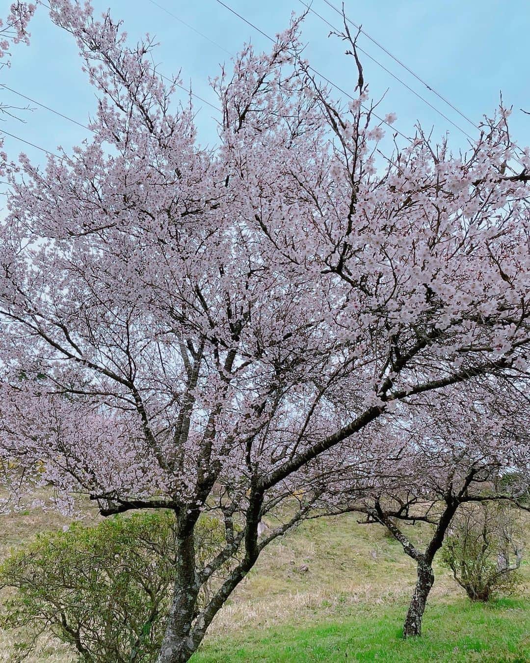 石田ひかりさんのインスタグラム写真 - (石田ひかりInstagram)「間に合ったー😭🌸😭🌸😭‼️ 今年は舞台の本番もあり、その後もいろいろあって 全く桜を楽しめていませんでしたが 1日で一年分の桜を堪能して来ました❣️  春ですね🌸 新しい門出を迎えたみなさん おめでとうございます㊗️ 新たな日々が、健康で希望とやる気と出逢いに満ち溢れ 楽しい日々であります様、応援しています📣 新しい環境に慣れるには、誰だって時間がかかるものです みんなみんな、気持ちの浮き沈みに悩まされます  どうか焦らず、不安にならず、それさえ味わい、できるだけ明るい気持ちで なんくるないさあ〜 と朝を迎えてくださいね🥑」4月2日 16時01分 - hikaringo0525