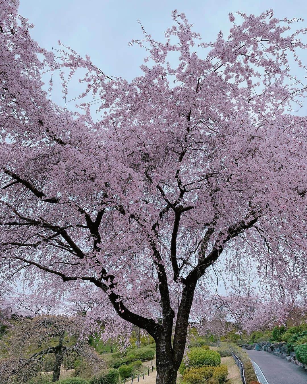 石田ひかりさんのインスタグラム写真 - (石田ひかりInstagram)「間に合ったー😭🌸😭🌸😭‼️ 今年は舞台の本番もあり、その後もいろいろあって 全く桜を楽しめていませんでしたが 1日で一年分の桜を堪能して来ました❣️  春ですね🌸 新しい門出を迎えたみなさん おめでとうございます㊗️ 新たな日々が、健康で希望とやる気と出逢いに満ち溢れ 楽しい日々であります様、応援しています📣 新しい環境に慣れるには、誰だって時間がかかるものです みんなみんな、気持ちの浮き沈みに悩まされます  どうか焦らず、不安にならず、それさえ味わい、できるだけ明るい気持ちで なんくるないさあ〜 と朝を迎えてくださいね🥑」4月2日 16時01分 - hikaringo0525