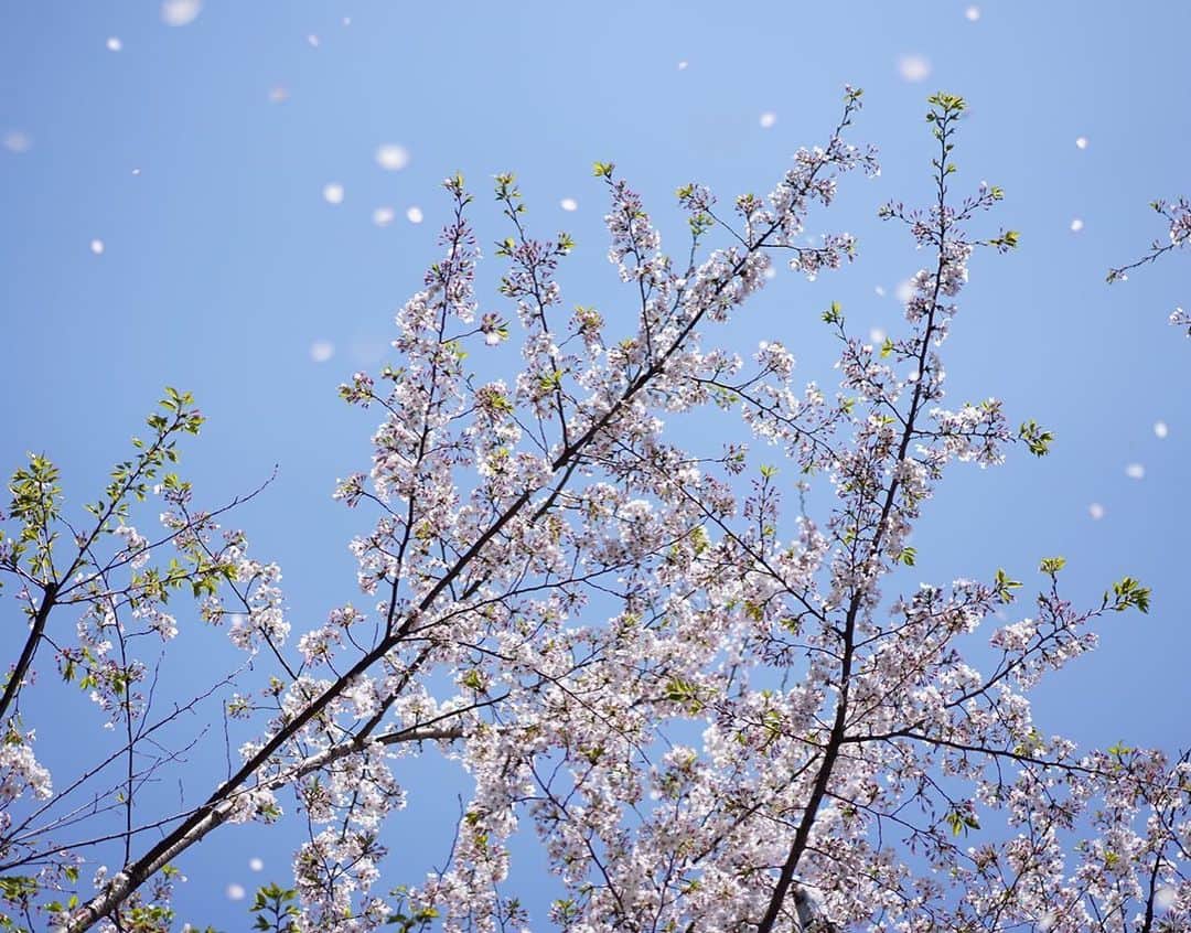 Wakana Babaのインスタグラム：「4月だ。桜がはらはら舞い降りてくるねえ。3月いっぱいで息子がミニバスチーム退会。2年半やる気の波はありつつ、多いと週5練習する熱心な子が多い中、あくまでも週1行くか行かないかというどえらいスーパーマイペースで彼なりに楽しんでいたが、学年が上がって行くにつれさすがにそれではそこには合わなくなり。最終日、名残惜しいような複雑な気持ちの本人に、「綺麗なフォームで出来るんだからなんでも出来る。色々頑張ってやんなさいよ」とコーチがエールをくださり感謝。そう。色々やってみたらいいさ。夢中になれることに出会えたらラッキーだし、そうでなくても色んな楽しみ喜び見つけてさ。」