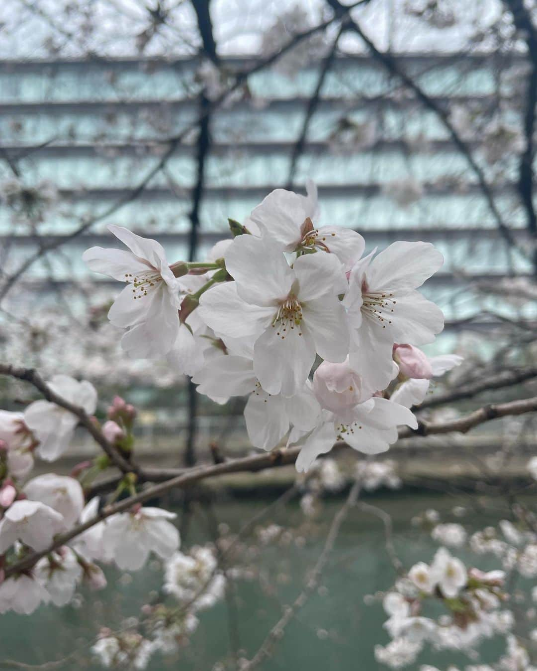 瀬戸口弘樹さんのインスタグラム写真 - (瀬戸口弘樹Instagram)「先日姫３人でお花見🌸をしました🍶🫧✨ 今回は桜にあわせて 広島藤井酒造様の  「龍勢純米吟醸無濾過生原酒」🐉🌸🍶🫧✨  にしました🍶🫧✨  お弁当は　@fukagawahakkobar さんの醗酵弁当を予約して作って頂きました🫧✨  龍勢は僕のなかで好きな日本酒の一つで、 飲んだ時に龍が昇っていくようなエネルギーを感じるお酒なんです🐉🌸🫧✨  深川醗酵所様の酵素玄米はめちゃくちゃ美味しくておかわりしたいぐらいでした😋🫧✨  そしてお花見した場所の横にたんぽぽがさいていたんですが、夕方になると花がしぼみ、たんぽぽってしぼむんだって初めてしりました🌼🫧✨  皆さんはしっていましたか？！  37年生きてきて全然氣付かなかったー😅  氣付けて良かった🌼🫧✨  まだまだ桜も咲いているのでお時間あれば見るだけでもお花見楽しんでくださいね🌸🫧✨  #広島 #藤井酒造　#龍勢　#龍勢純米吟醸  #龍勢純米吟醸無濾過生原酒  #日本酒　#sake #桜　#花見　#お花見　#門前仲町　#お江戸　#発酵　#発酵食　#糀　#糀beauty #糀prince #japan #日本　#日本文化　#たんぽぽ　#タンポポ　#dandelion」4月2日 16時06分 - hirokisetoguchi