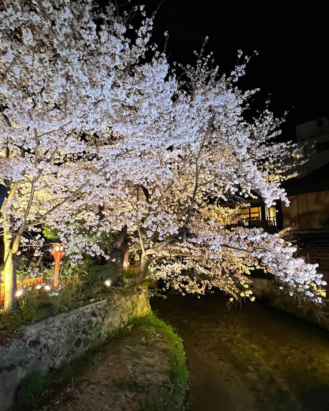 Hiroe Hiranoさんのインスタグラム写真 - (Hiroe HiranoInstagram)「ROAD TRIP IN JAPAN🇯🇵  #円山公園 や #高台寺 の圧巻な #しだれ桜🌸  #京都 の #祇園白川 。  夜の京都、朝の京都。 満喫しました✨楽しかったーぁ☺️  桜は美しい花を咲かせた後、 散ってゆく桜の儚さもあり。  古くから #諸行無常 の日本人の精神。 日本文化をシェアしながら。  素敵ですよね💎  Have a wonderful holidays 💛  #roadtrip #birthdaytrip  #trip #explore #spring #春 #kyoto #kodaiji #sakura」4月2日 16時16分 - hiroe_hirano