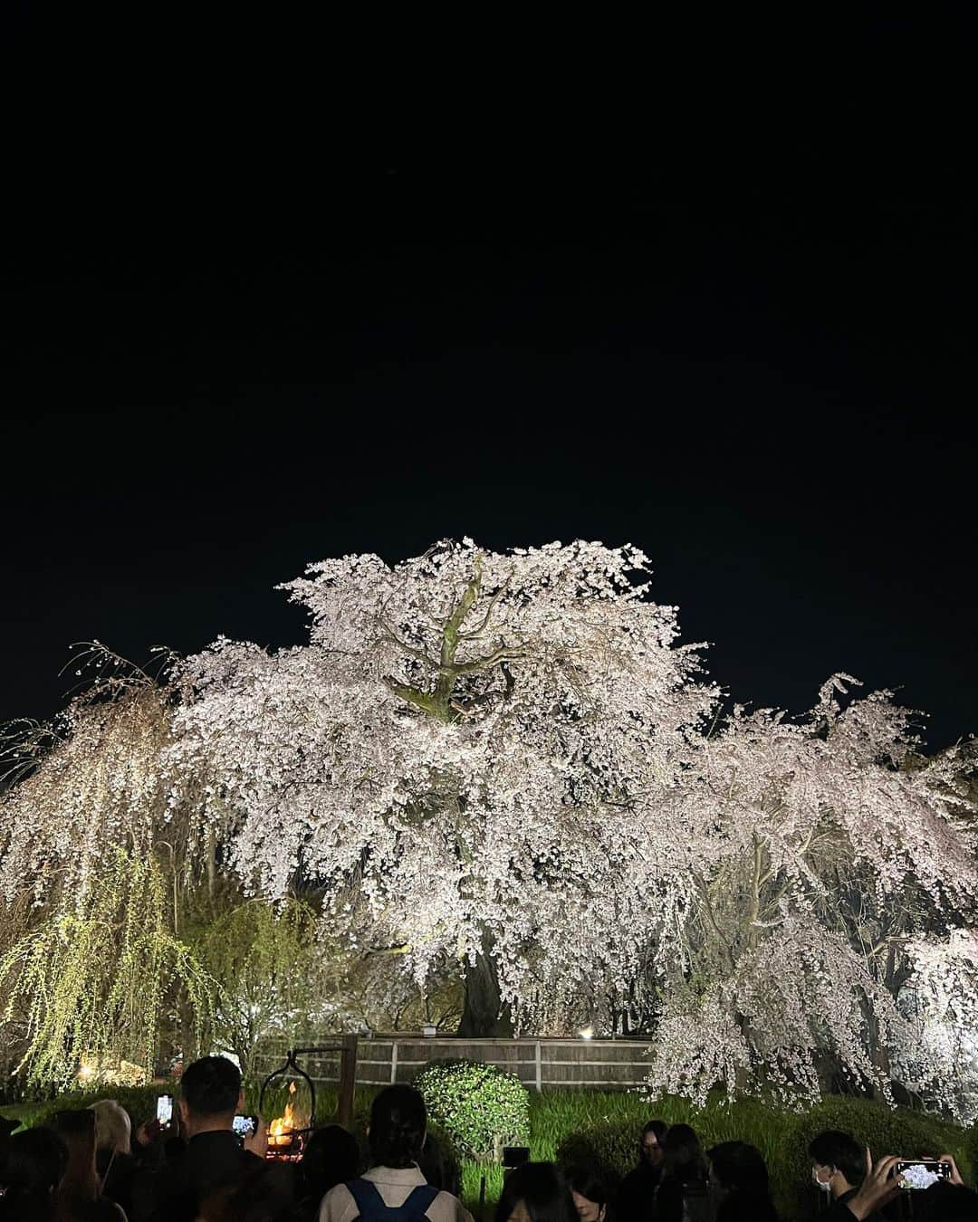 Hiroe Hiranoさんのインスタグラム写真 - (Hiroe HiranoInstagram)「ROAD TRIP IN JAPAN🇯🇵  #円山公園 や #高台寺 の圧巻な #しだれ桜🌸  #京都 の #祇園白川 。  夜の京都、朝の京都。 満喫しました✨楽しかったーぁ☺️  桜は美しい花を咲かせた後、 散ってゆく桜の儚さもあり。  古くから #諸行無常 の日本人の精神。 日本文化をシェアしながら。  素敵ですよね💎  Have a wonderful holidays 💛  #roadtrip #birthdaytrip  #trip #explore #spring #春 #kyoto #kodaiji #sakura」4月2日 16時16分 - hiroe_hirano