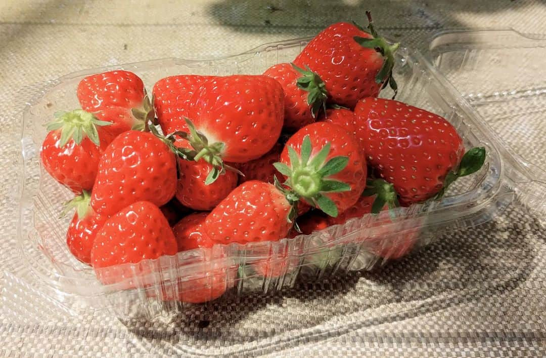 吉村美樹のインスタグラム：「🍓🍓🍓🍓🍓🍓🍓🍓🍓🍓🍓🍓🍓 旬のフルーツ♡パワーの源♡ 🍓🍓🍓🍓🍓🍓🍓🍓🍓🍓🍓🍓🍓 #イチゴ狩り #いちご大好き #旬の味覚 #いちご狩り#🍓🍓🍓」