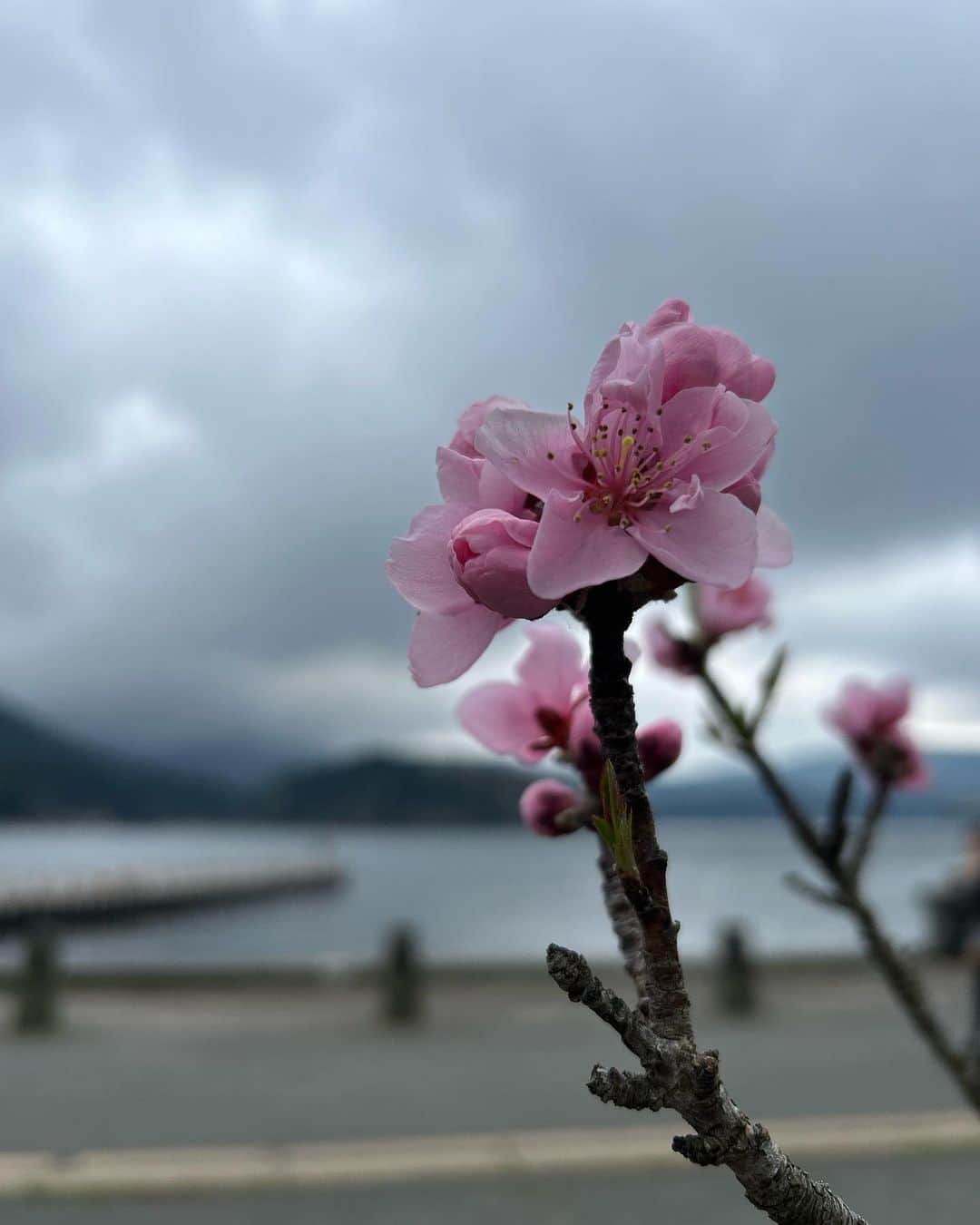 RINAさんのインスタグラム写真 - (RINAInstagram)「Love ❤️ Hakone」4月2日 16時36分 - rina_karina0417