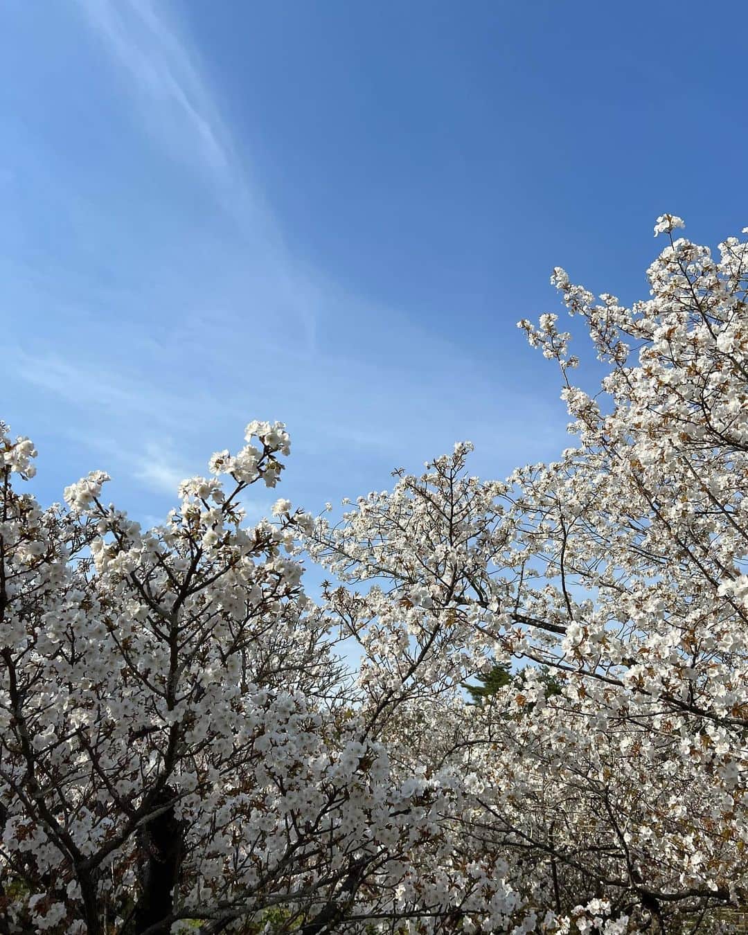 トラウデン直美さんのインスタグラム写真 - (トラウデン直美Instagram)「仁和寺、美しすぎてため息🌸  天気が良く、父と1時間もお散歩！ 今日は風が強かったので、桜の花びらがはらはら降っていて、それもまた言葉にならない美しさでした〜」4月2日 16時38分 - naomi_trauden_