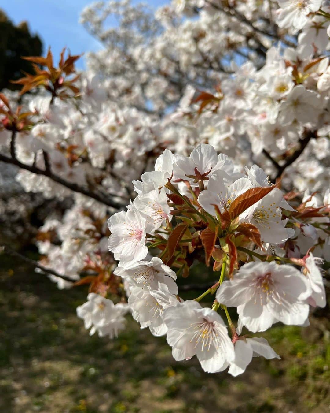 トラウデン直美さんのインスタグラム写真 - (トラウデン直美Instagram)「仁和寺、美しすぎてため息🌸  天気が良く、父と1時間もお散歩！ 今日は風が強かったので、桜の花びらがはらはら降っていて、それもまた言葉にならない美しさでした〜」4月2日 16時38分 - naomi_trauden_