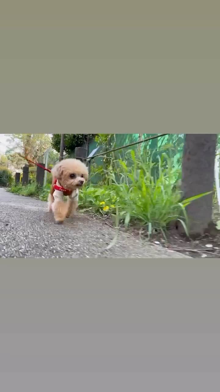 ふわのインスタグラム：「飛べましぇん😭  #toypoodle#toypoodlegram#dogsofinstagram#instadog#doglover#doglife#cutedog#dog#kawaii#fuwamama#ふわもこのふわ#ふわ#トイプードル#ふわもこ部#犬バカ部#親バカ部#犬のいる暮らし#いぬすたぐらむ」