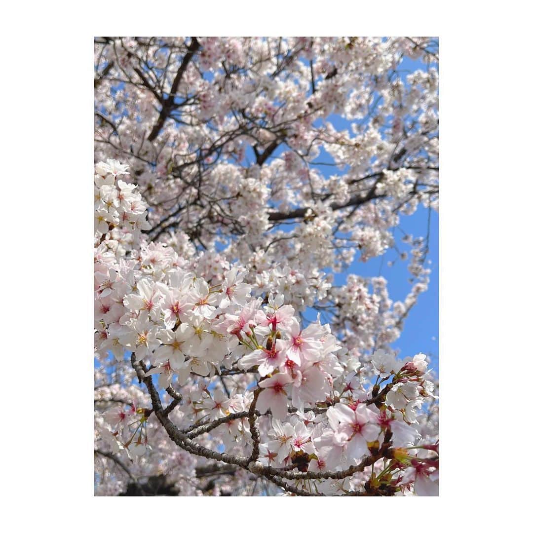大上陽奈子さんのインスタグラム写真 - (大上陽奈子Instagram)「🌸🌸🌸」4月2日 16時43分 - passcode_hina