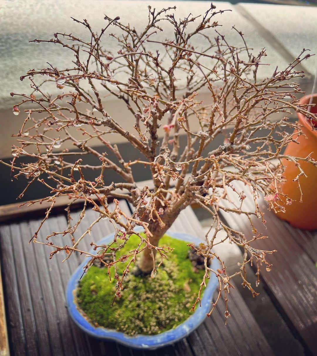 住吉美紀さんのインスタグラム写真 - (住吉美紀Instagram)「#ベランダ植物園 ジャーナル 枯れちゃったんじゃないかと毎年この時期ドキドキする #盆栽 #ケヤキちゃん に、今朝めでたく新芽発見！ おぉ、冬越し成功。 ホッとした。 命の強さよ、ありがとう。  一方、１ヶ月ほど楽しませてくれたミモザは いよいよ終わりで。 ぜんぶ花部を剪定し、また来年に備える。 終わりかけの花も大量のドライフラワーに。  #季節のサイクル」4月2日 16時50分 - miki_sumiyoshi
