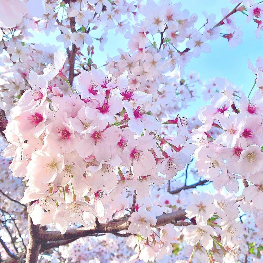 栗田萌さんのインスタグラム写真 - (栗田萌Instagram)「桜のお写真いっぱい🌸 今年はいろいろな種類の桜を見ることができました☺️💕  フリルのような花びら。 かわいい〜🥰 #お花見 #桜 #アーコレード #枝垂れ桜 #ソメイヨシノ #cherryblossom #sakura」4月2日 17時07分 - kurimoe_official