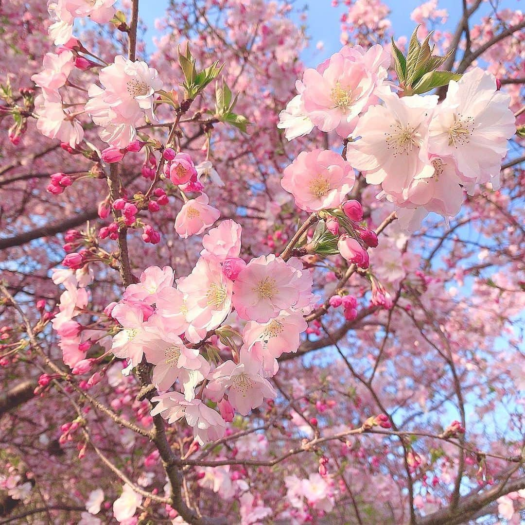 栗田萌のインスタグラム：「桜のお写真いっぱい🌸 今年はいろいろな種類の桜を見ることができました☺️💕  フリルのような花びら。 かわいい〜🥰 #お花見 #桜 #アーコレード #枝垂れ桜 #ソメイヨシノ #cherryblossom #sakura」