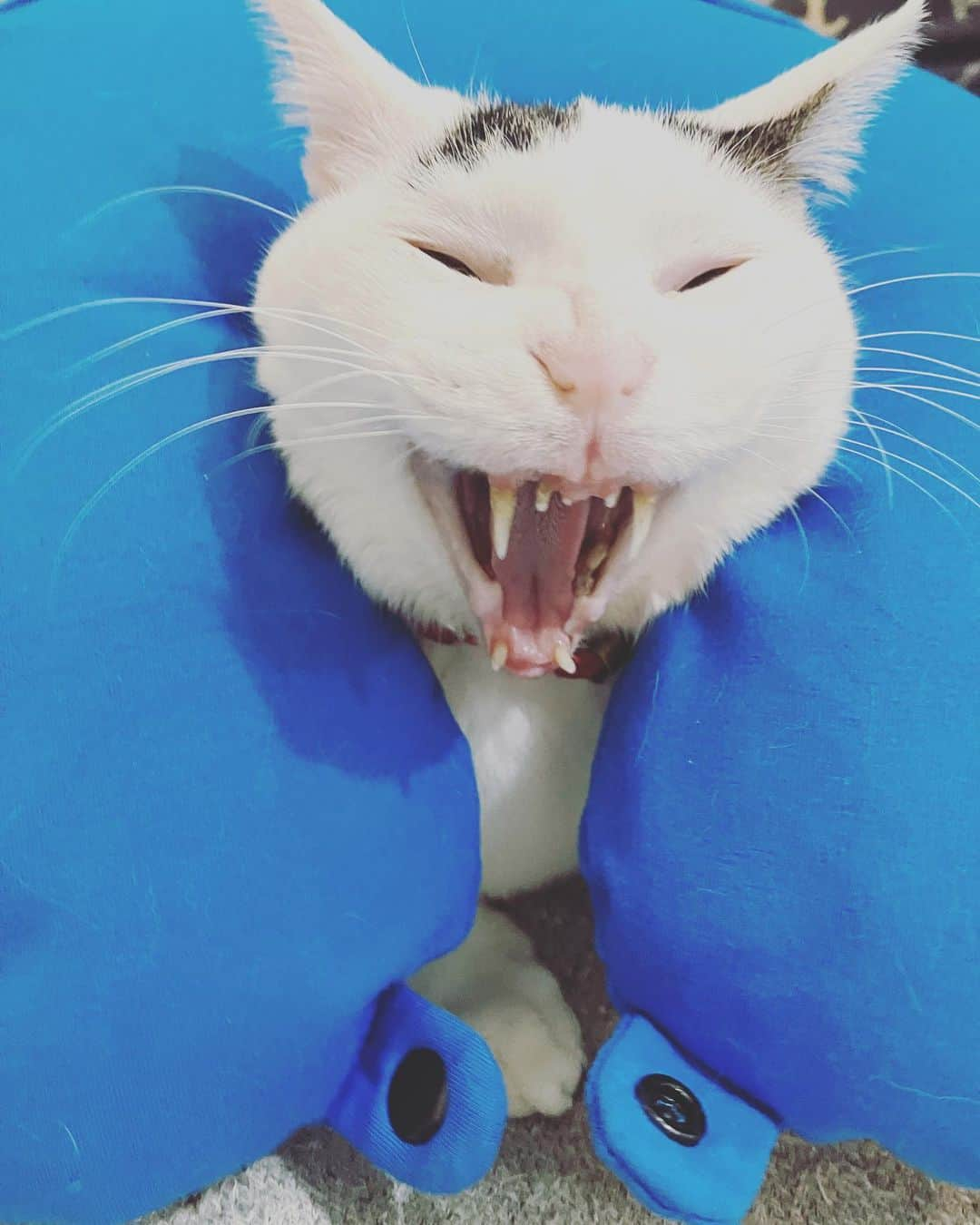 Siznaさんのインスタグラム写真 - (SiznaInstagram)「#dura #cat #づら #猫 #sizna #雑種 #元地域猫 #ヅラ #ヅラ猫 #ヅラ猫部 #にゃんスタグラム #猫変態を増やそうの会 #青たてがみ #15歳」4月2日 17時16分 - dura0227