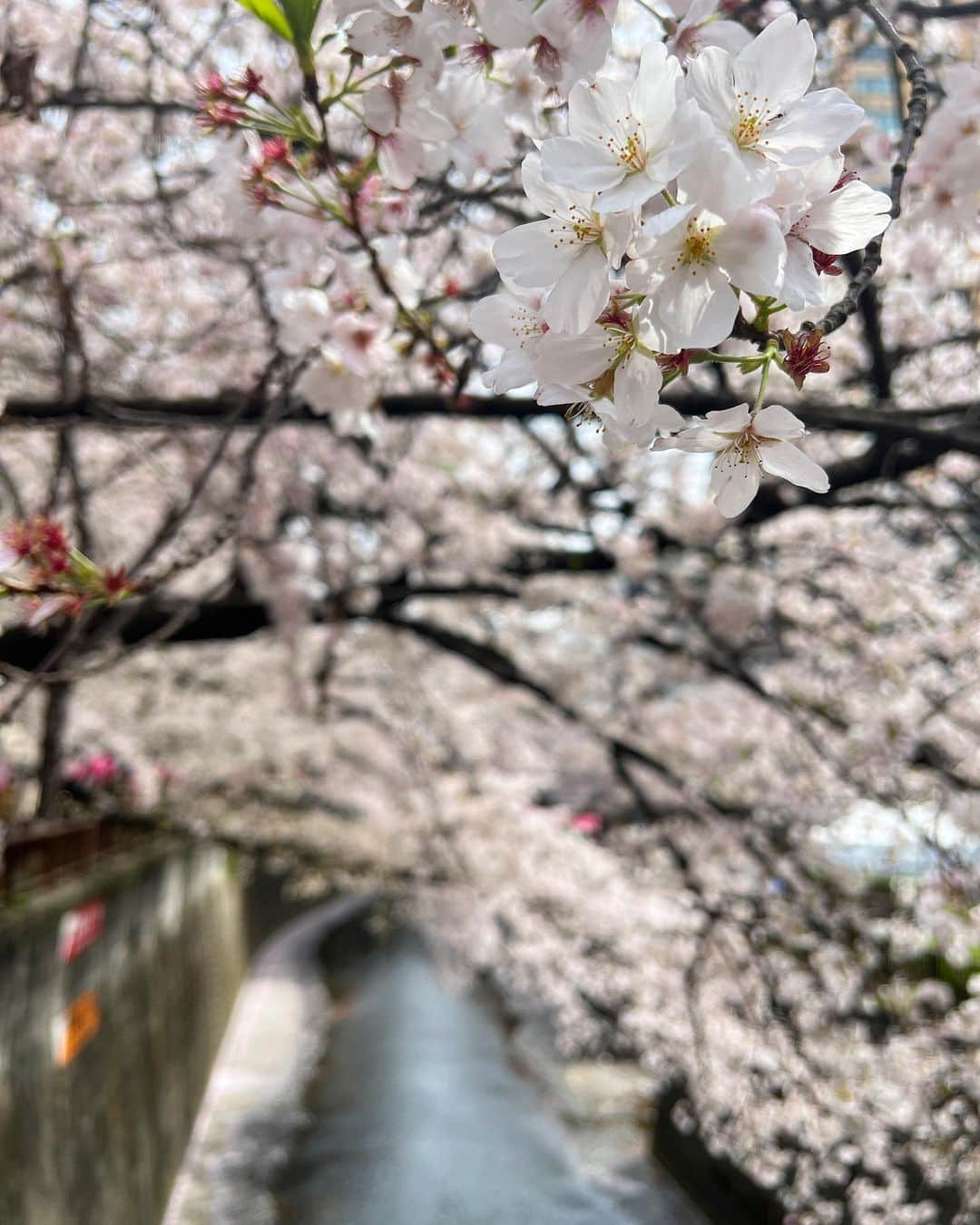 若尾綾香さんのインスタグラム写真 - (若尾綾香Instagram)「☆ 昨日はフリマありがとうございました😊 フォロワーの皆さんにお会いできて嬉しかったです❤︎ また何かできれば企画したいと思います。 カフェ経営している方など場所貸してくれる方いましたら DMなどでご連絡下さい📩  また少しラクマにも出品したので 来れなかった方はチェックしてみてね👗  優しいフォロワーさんに感謝🌸  #桜#4月#フリマ#fleamarket #中目黒#cherryblossom #Japan」4月2日 17時22分 - ayaka_wakao