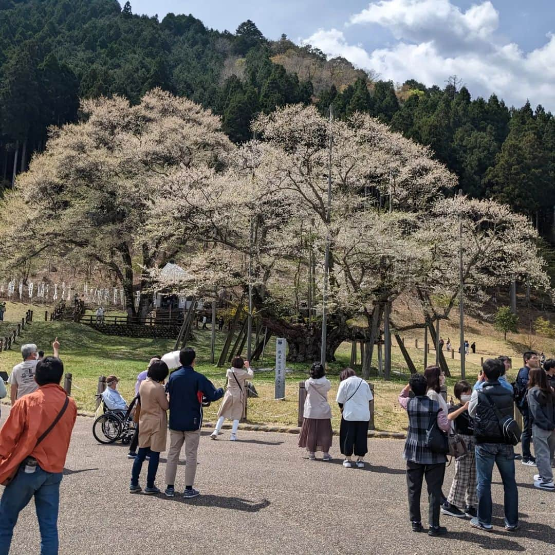 佐藤裕二のインスタグラム：「根尾谷の淡墨桜🌸 たくさんの人に見上げられ、静かに咲いています。  レジャーシートを広げる人 ワンちゃんと淡墨桜をカメラに収める人 油絵を描く人  思い思いに、この大木との時間を過ごしていました。  #淡墨桜 #根尾#本巣市 #花見 #メーテレ#アナウンサー#佐藤裕二」