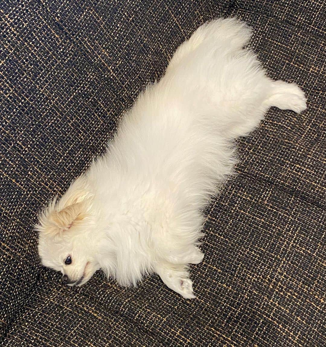 つるのインスタグラム：「新しいソファーが来てからこの調子🦭  #ごま#ポメペキ#ポメラニアン#ペキニーズ #犬のいる暮らし#goma#dog#dogstagram#doglover#pekingese#pomeranian」