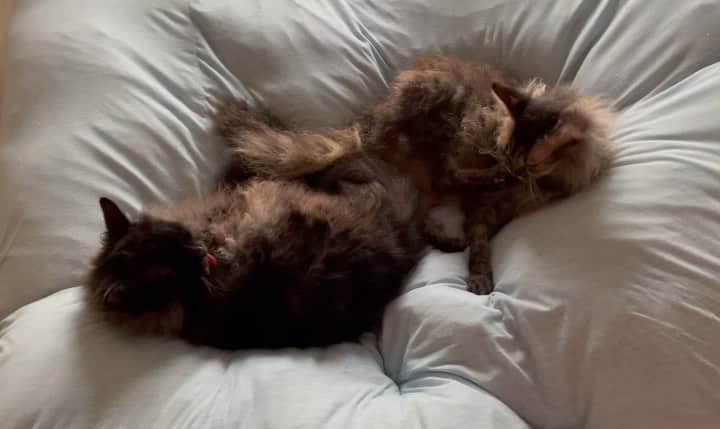 住吉美紀のインスタグラム：「#cats paired off for weekend nap… ペアになって、週末のまどろみ。  #本当に仲良しチーム #喧嘩するほど仲がいいチーム」