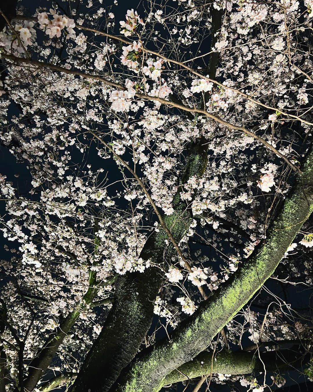 NaNaさんのインスタグラム写真 - (NaNaInstagram)「桜コーデ👫🤎🌙🌸🌸🌸 👚 @badintentionsbrand  💎 @aloha_diamonds   #桜 #夜桜 #お散歩 #sakura #japan」4月2日 17時42分 - nana_music