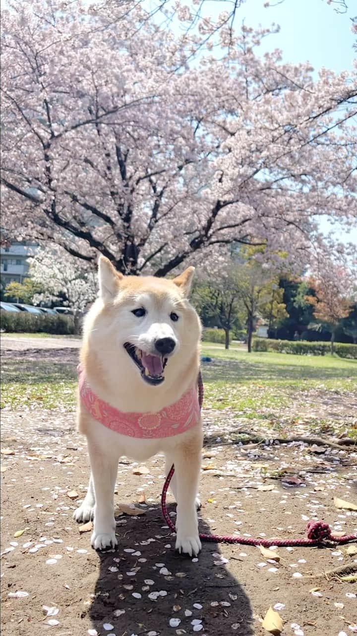 meekooのインスタグラム：「我が家のかわいいモデルさん🐕💕 ソメイヨシノが散る前に間に合ってよかったぁ🌸😊🌸 2023.4.1」