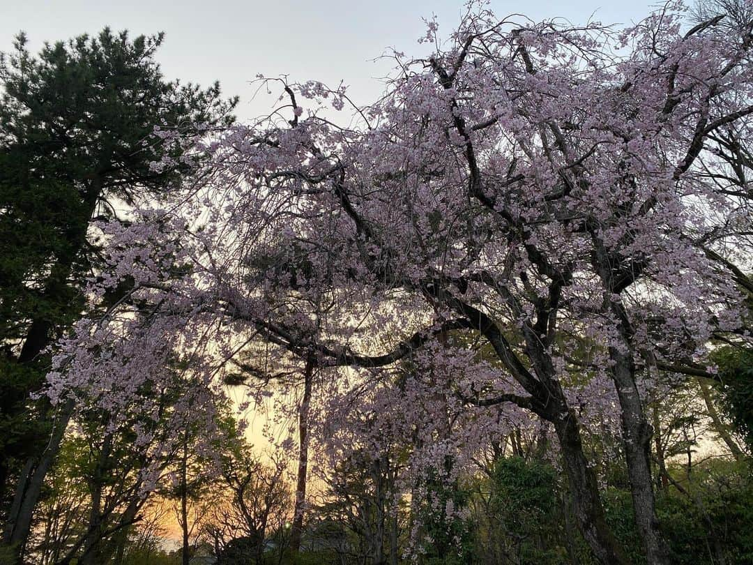 小川永子さんのインスタグラム写真 - (小川永子Instagram)「江戸東京たてもの園にて、風情たっぷりの古風な世界に浸り🏡✨  見上げれば、空には連凧が風に踊り、夕陽に染まる桜を愛でて、幸せな一日🌸  #お花見 #東京 #穴場 #昔の建物が好き  #写真 #桜」4月2日 17時58分 - hisak03