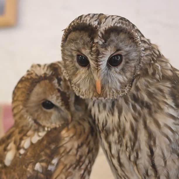 のインスタグラム：「＼旅色が選ぶグルメ『小動物カフェ はなはな』／ 奈良市にある小動物や16種類の #フクロウ と触れ合えるカフェ🦉☕  『近鉄奈良駅』より徒歩約3分、JR『奈良駅』より徒歩約10分とロケーションも便利です。奈良公園や東大寺などの奈良観光と絡めて癒されに行くのもオススメ💡 チワワをはじめとする小型犬、フェレット、ウサギなどの小動物たちと触れ合ったり、フクロウやハヤブサを腕に乗せる事も😳✨中には、ヘビやカエル、ヒョウモントカゲモドキなどの爬虫類もいるので、爬虫類好きの方にも人気です🌿  スタッフが丁寧に説明や案内をしてくれるので、動物カフェ初心者や子どもでも安心！また、おひとり様にひとつ「動物キーホルダー」のプレゼントもありますよ🎁  小動物とフクロウたちの愛らしい姿に、癒やされてみませんか？😌♡  —-✄———-✄———-✄—ー  【小動物カフェ  はなはな】 @hanahana.nara  📍奈良県奈良市角振町12 三条会館ビル2F 電車：近鉄奈良線近鉄奈良駅より徒歩約3分、JR大和路線奈良駅より徒歩約10分 車：第二阪奈道路宝来ICより約11分 TEL：0742-42-6476  旅色：https://tabiiro.jp/leisure/s/206584-nara-hanahana/ 公式：https://hanahana-nara.com/  —-✄———-✄———-✄—-  #旅色 #国内旅行 #日本旅行 #旅行 #わたしの旅色 #旅スタグラム #奈良 #奈良三条通り #カフェ部 #奈良カフェ #動物カフェ #ミニマルアニマル #小動物カフェはなはな #はなはな #tabiiro #japan #japantrip #nara #animalcafe」