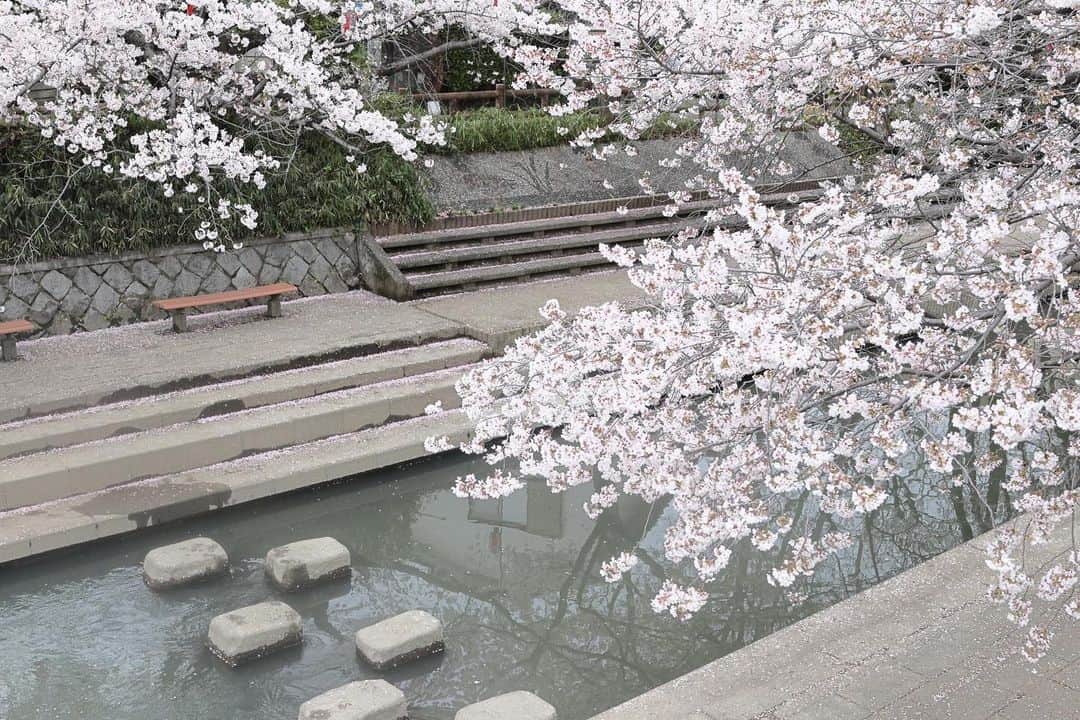 kiccyomuのインスタグラム：「☁️ 2023.04.02 Sun #元荒川の桜並木   素敵な桜並木が続いて 撮影してる人も多いですね📸 ちょっと迷惑な時もあるけどネ😅  location #埼玉 ❣️ 📷撮影 2023年3月27日」