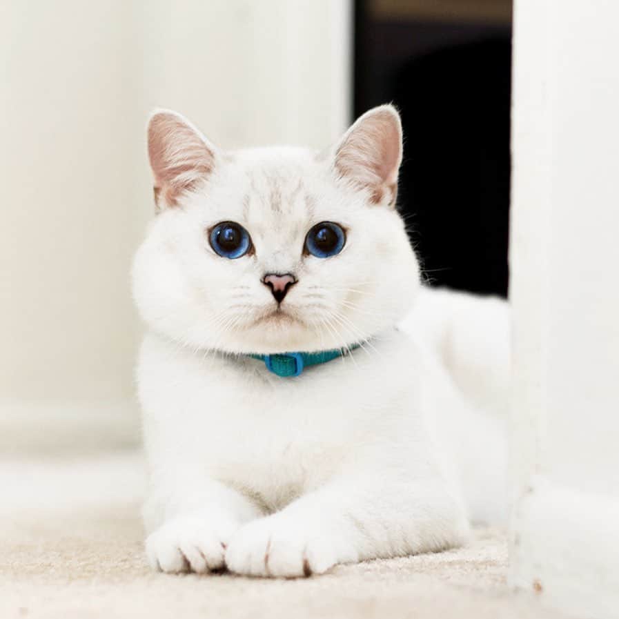 ミスター・ホワイトさんのインスタグラム写真 - (ミスター・ホワイトInstagram)「Happy Sunday 😻😘  #meow #cute #cat #catsofinstagram」4月3日 3時40分 - white_coffee_cat