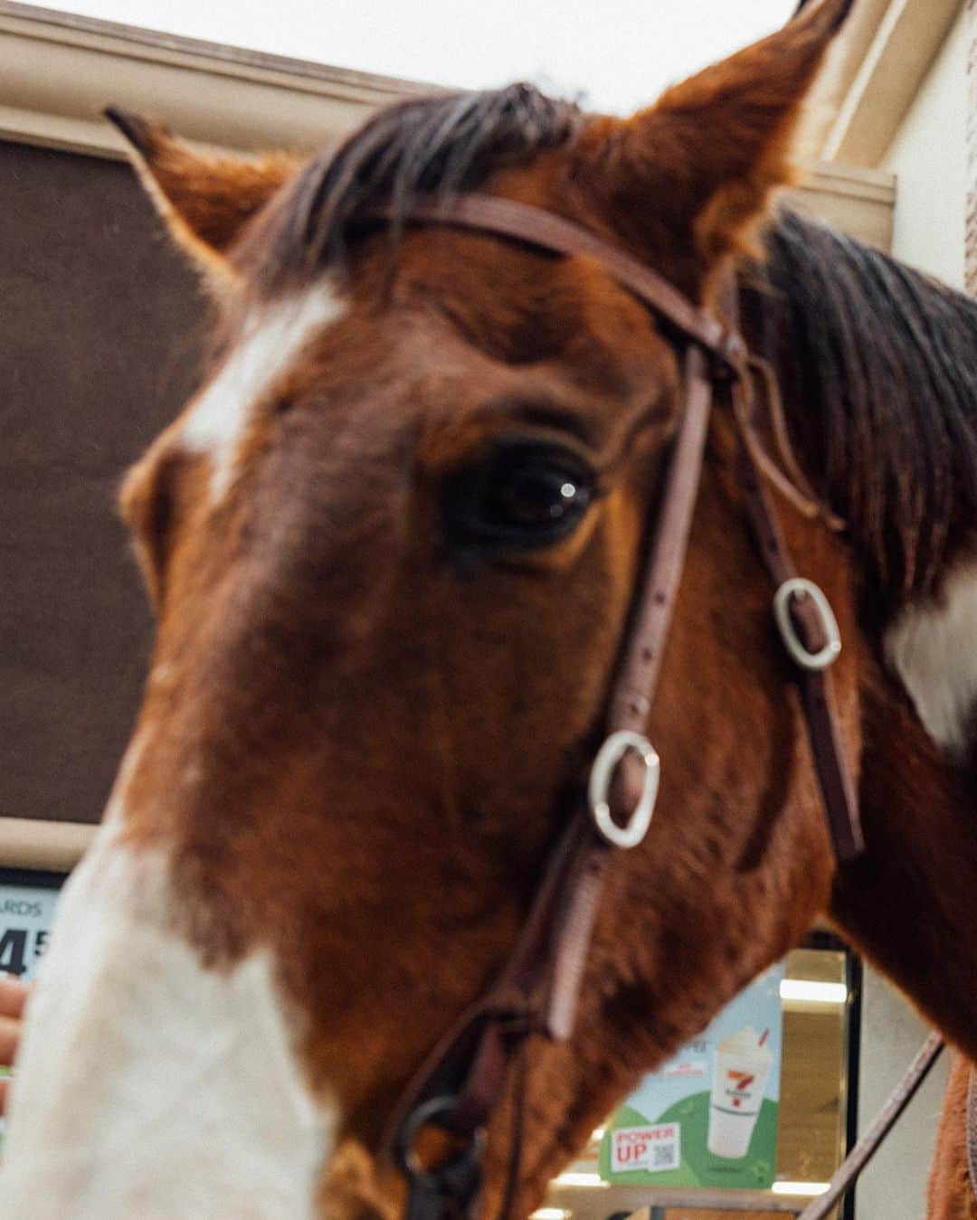 7-Eleven USAさんのインスタグラム写真 - (7-Eleven USAInstagram)「Have you gotten your #HorsesOf7ELEVEn merch? If yes, saddle up and tag us in your🐴 pics. If neigh, giddy up and go get some!」4月3日 3時36分 - 7eleven