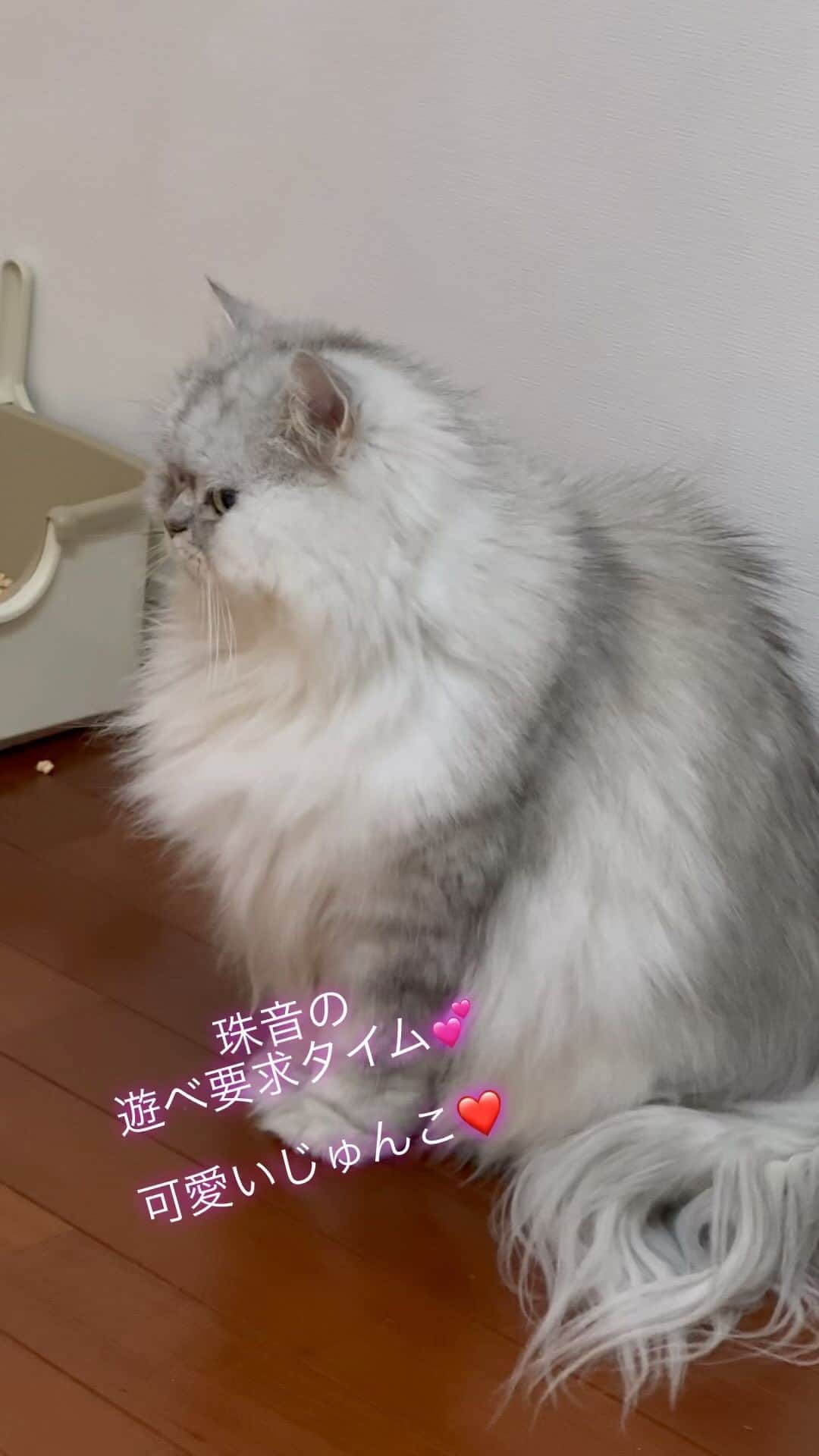 のインスタグラム：「2023/04/03 珠音☆Juon ＊ ぼく、じゅおん。 あそびたい。 ぼくは、あきらめないもん。 あそぶんだもん。 ☆ #珠音#Juon#あまえんぼう王子#抱っこ王子#可愛い#最愛の末息子#チンチラペルシャ#チンチラシェーテッドシルバー#mycat #mybeby #myfamily  #ilovecats #cat #chinchillapersian #shadedsilverpersian #boy #prince#ねこのきもち #ねこ部 #幸せ#猫のいる暮らし #楽しい#嬉しい#ありがとう」