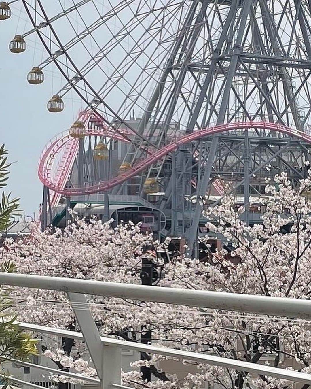 横浜ベイホテル東急［公式］さんのインスタグラム写真 - (横浜ベイホテル東急［公式］Instagram)「// チャイニーズアフタヌーンティーにも春到来！ 注目のセイボリーは、海老やいくら、菜の花で 華やかに彩られた『中華風ちらし寿司』、 アサリのスープなどお花見気分で楽しめるラインナップ。 春を感じるアフタヌーンティーをご堪能ください🌸 . #スーツァンアフタヌーンティー  #アフタヌーンティー #ヌン活  #チャイニーズアフタヌーンティー  #スーツァンレストラン陳  #春メニュー #春スイーツ  #ホテルアフタヌーンティー  #afternoontea #springmenu  #szechwanrestaurant陳  #横浜ベイホテル東急 #ベイ東急de春さんぽ  #みなとみらい #ホテル #みなとみらい線フォト散歩  #にしまろ探検隊  #yokohamabayhoteltokyu  #myyokohama」4月2日 20時00分 - yokohamabayhoteltokyu
