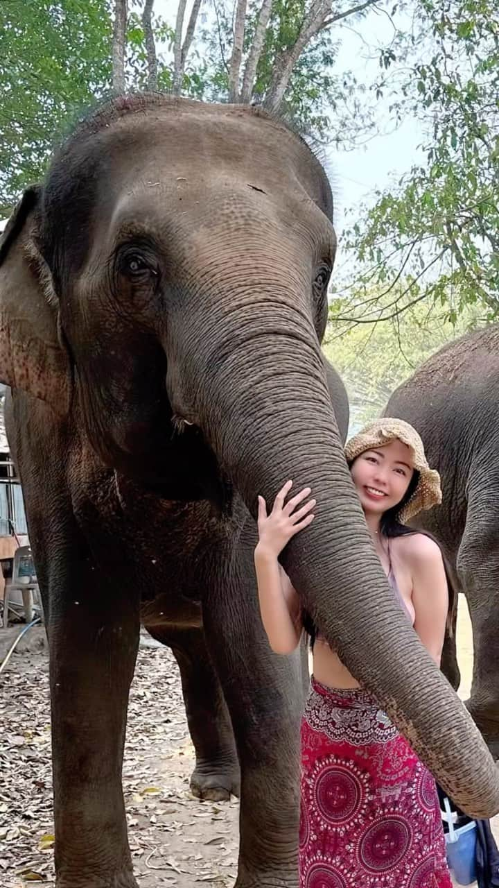 黒木桃子のインスタグラム：「象さん🐘🤍🙏Elephant campの皆んな、ありがとう〜❣️  一緒にお散歩したり、果物をあげたり、水浴びしたり、色々と教えてもらって、本当に楽しかった！ ゆっくり、どっしりした象さんから学ぶことはたくさんあるね✨ Thom’sでは、温泉にも入れてありがたかった〜🥰♨️  Pai行ったら是非訪れてみてね🤍 @thom_elephant   #elephant #elephantlovers🐘🐘 #elephantlove #happyelephant #thailand🇹🇭 #travelingalone #pailove #pai #travelingthailand #ganesha #omgumganapatayenamaha #象さん #象さんと水遊び #タイ旅 #ひとり旅女子」