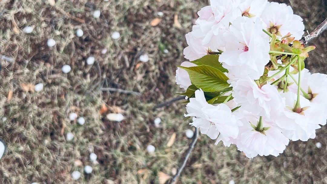 植原みゆきさんのインスタグラム写真 - (植原みゆきInstagram)「新宿御苑で最後のお花見🌸 ソメイヨシノが舞う中、八重桜の一葉が満開で 美しい桜をのんびりと堪能する事が出来ました✨   #お花見  #桜  #さくら   #八重桜」4月2日 20時09分 - myumyu_uehara
