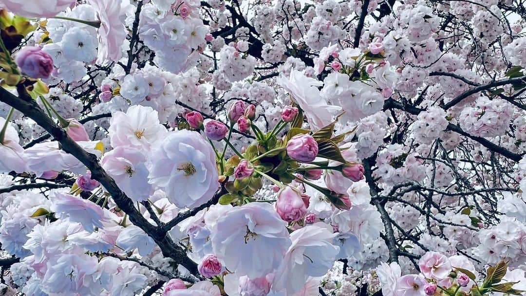 植原みゆきのインスタグラム：「新宿御苑で最後のお花見🌸 ソメイヨシノが舞う中、八重桜の一葉が満開で 美しい桜をのんびりと堪能する事が出来ました✨   #お花見  #桜  #さくら   #八重桜」