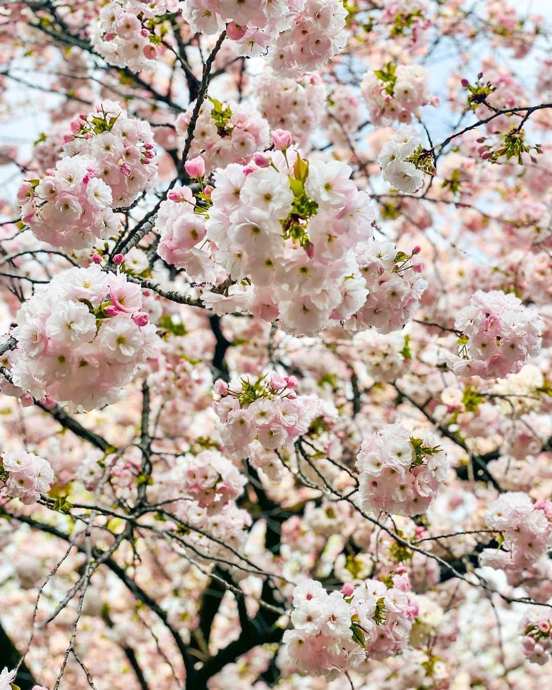 chayさんのインスタグラム写真 - (chayInstagram)「お花見🌸 今年はまだまだ桜が綺麗ですね✨ この日のために注文してたお重お弁当が美味しすぎた🤤🍶  みんなお花見しましたか？👏  #桜 #お花見 #す握り」4月2日 20時28分 - chay1023_official