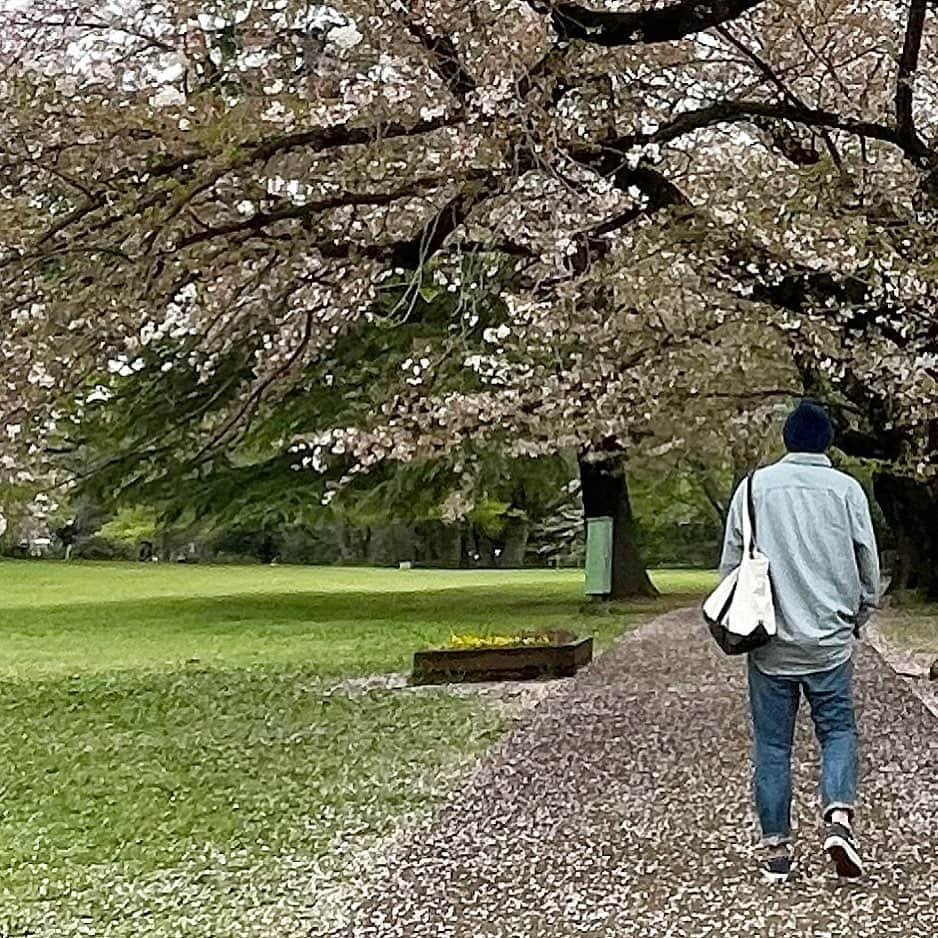 tomonashiのインスタグラム：「☺︎ 葉桜 #kinutapark #砧公園 #朝散歩 . #山と道  #carhartt #カーハート #warehouse #ウエアハウス  #vans #バンズ #llbean #エルエルビーン」