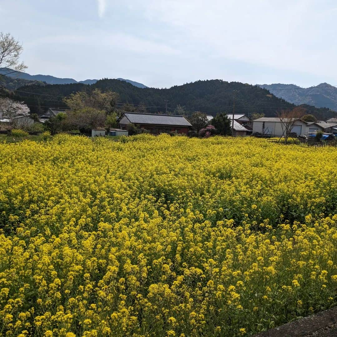 岩野理沙さんのインスタグラム写真 - (岩野理沙Instagram)「てくてくさいき散歩 いわのりとゆうきが おじゃましま～す🤗  過去の放送は CTSのYouTubeチャンネルで 見ることができます🥰  初めてメッセージを頂きまして、 木立地区の手と手の会の皆さんに お会いしてきました(*^^*)  手と手の会の皆さんは 木立を花でいっぱいにしようと 菜の花や、ネモフィラなどを育てていました♥️  お花の写真は、 実際今年咲いたのを撮影してきましたよ😄 綺麗ですよねー😊  詳しくは番組をご覧下さい  🐤🐤🐤  #てくてくさいき散歩　#おじゃましまーす　#てくてく　#木立　#木立地区　#佐伯　#手と手の会　#花 #菜の花　#ネモフィラ　#雨　#heart　 #大分県」4月2日 20時31分 - risaiwano