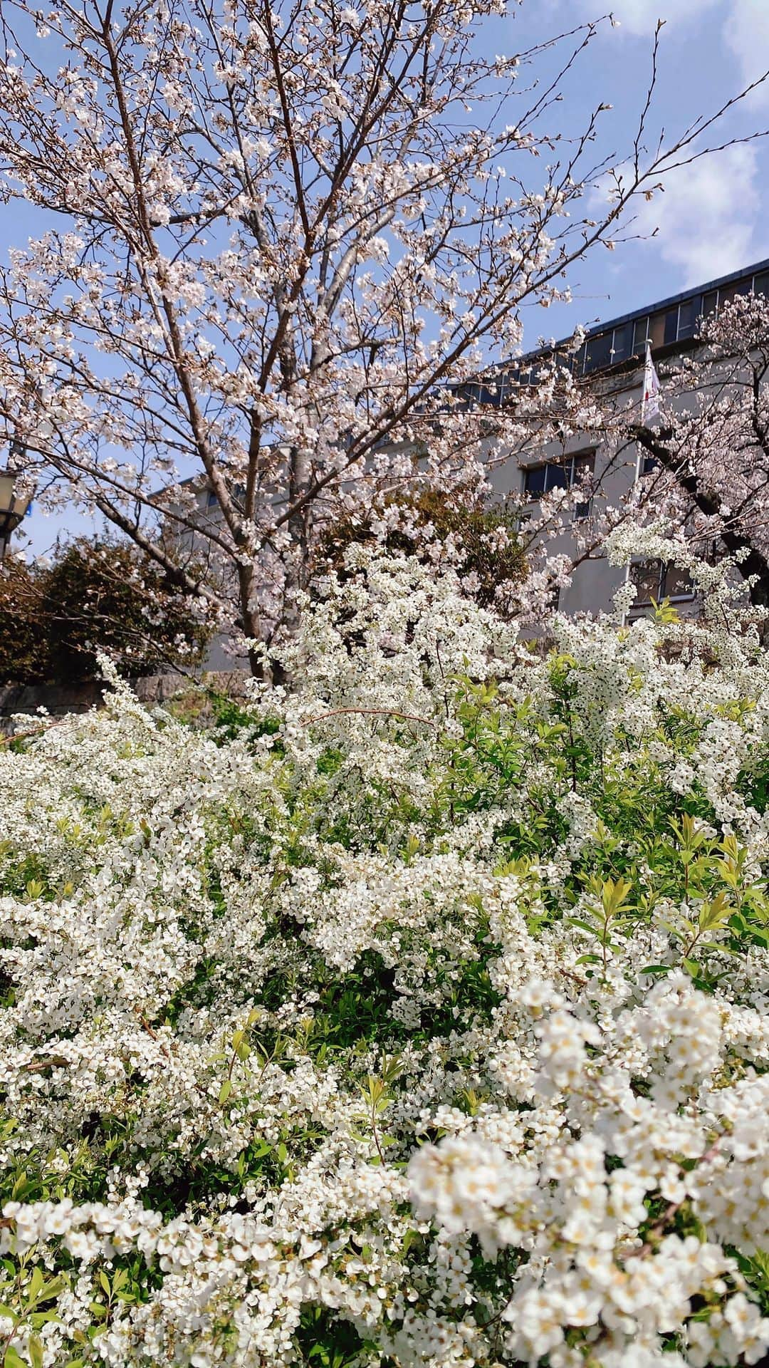 Yuka Kaedeのインスタグラム：「. . 桜と雪柳 . . . . #_asyuka_  #shotoniPhone #visit_japan #japan_art_photography #photo_jpn #japan_great_view #japantravel #beautifulplaces  #art_of_japan_ #beautifuldestinations #softness_and_lovely #igersjp  .」