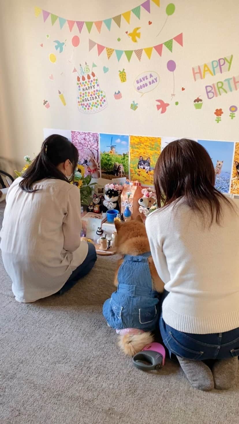 柴犬 けんしろう ゆりあのインスタグラム：「🌻🌸🐶🐶🐶🐶🌸🌻  けんちゃん一周忌の昨日、ご近所隊のみんなが けんちゃんに会いに来てくれました🥺❤️  健太ママと楓ママと健太くんと楓ちゃんが けんちゃんにたくさんの想いを伝えてくれて 後ろから見ているだけでも目頭が熱くなりました😢  健太くんがけんちゃんのお隣に座ってくれて❤️ 楓ちゃんがけんちゃんの毛をすんすんしてくれて❤️ 健太ママと楓ママからは、あったかい気持ちのこもったお手紙と、桜に包まれたけんちゃんのジュエリーボックスを贈っていただき、もはや涙腺崩壊でした😭🌸  けんちゃんが1歳〜5歳の甘えん坊のひとりっ子時代を知っていてくれる、ご近所隊のみんな❤️ゆりあがわが家へやって来て、お兄ちゃんになったけんちゃんのことも、シニアになり、そしてハイシニアになり、介護中のけんちゃんのこともいつもあったかく見守ってくれたみんな🥺一周忌に会いに来てもらえてうれしかったね❤️みんなでけんちゃんの想い出をたくさんたくさんお話したよ🥺❤️  ラストは、笑顔いっぱいの健太くんと楓ちゃんとけんゆりとひまわりの大好きなお写真にしました🌻  お空と地上とはなれても ご近所隊の絆は永遠だよ🌈🌈  #ご近所隊🐶 #けんちゃん一周忌 #けんちゃんかわいいね #けんちゃん大好きだよ」