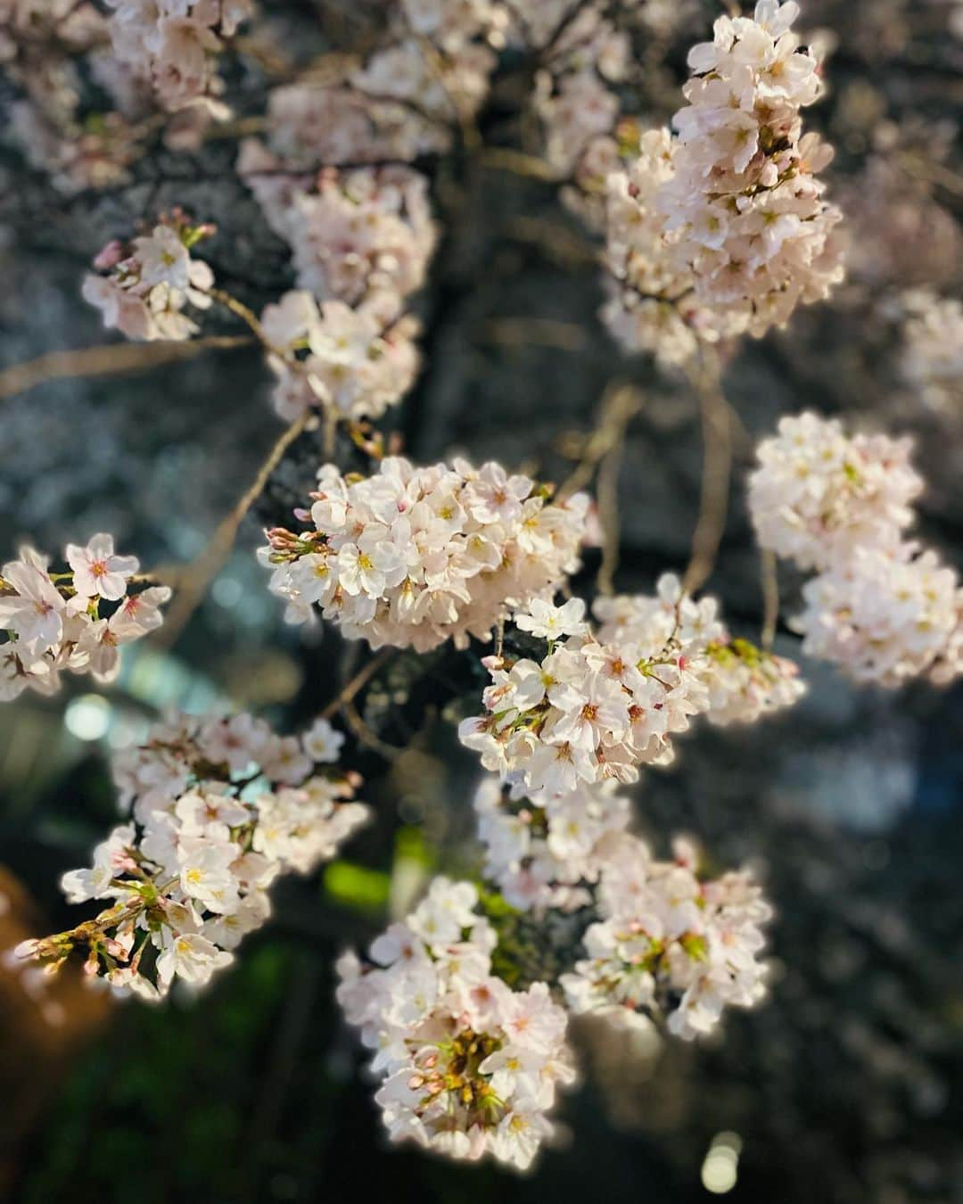 菜那くららさんのインスタグラム写真 - (菜那くららInstagram)「🌸🌸🌸  見上げると、 今年も綺麗な桜が沢山𓂃𓈒𓂂𓏸❀  雨上がりの夜桜は同期と一緒に🥰🌸  大きな桜の木を見上げる みくちゃんと私✨  Photo by あやちゃん📸  #桜 #2023 #お花見 #夜桜」4月2日 20時42分 - nana_kurara