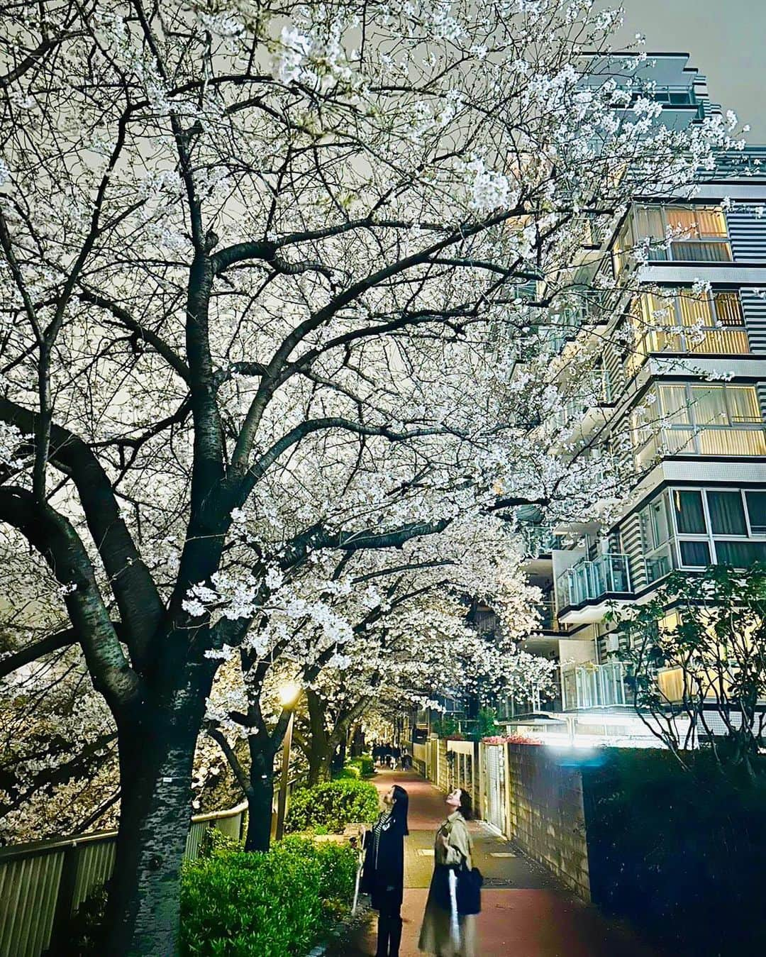 菜那くららさんのインスタグラム写真 - (菜那くららInstagram)「🌸🌸🌸  見上げると、 今年も綺麗な桜が沢山𓂃𓈒𓂂𓏸❀  雨上がりの夜桜は同期と一緒に🥰🌸  大きな桜の木を見上げる みくちゃんと私✨  Photo by あやちゃん📸  #桜 #2023 #お花見 #夜桜」4月2日 20時42分 - nana_kurara