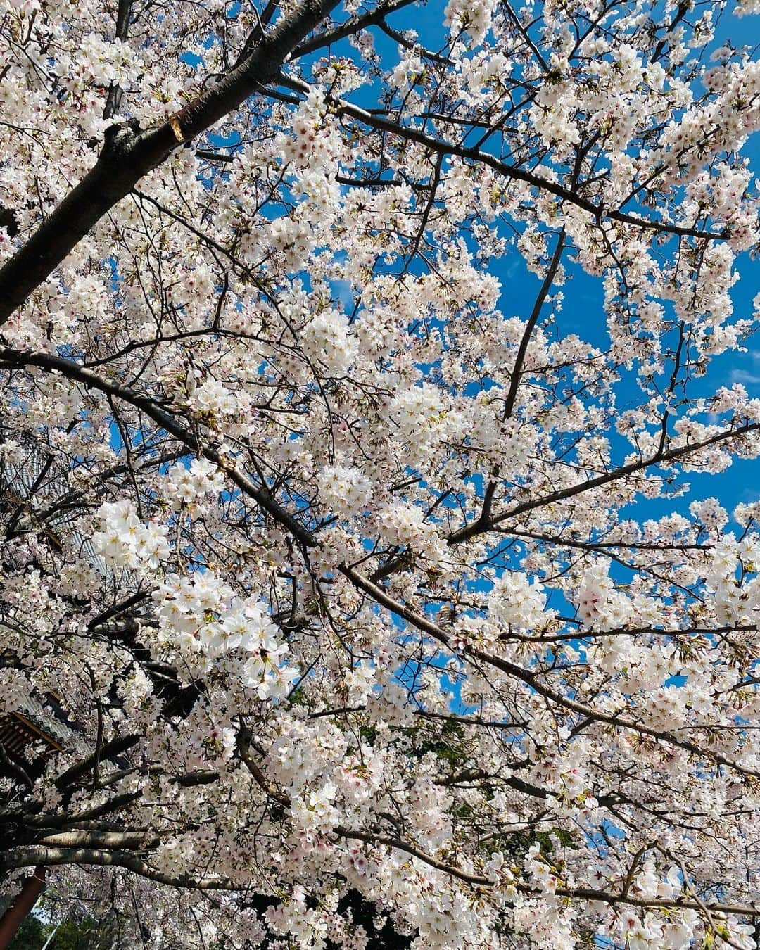 菜那くららさんのインスタグラム写真 - (菜那くららInstagram)「🌸🌸🌸  見上げると、 今年も綺麗な桜が沢山𓂃𓈒𓂂𓏸❀  雨上がりの夜桜は同期と一緒に🥰🌸  大きな桜の木を見上げる みくちゃんと私✨  Photo by あやちゃん📸  #桜 #2023 #お花見 #夜桜」4月2日 20時42分 - nana_kurara