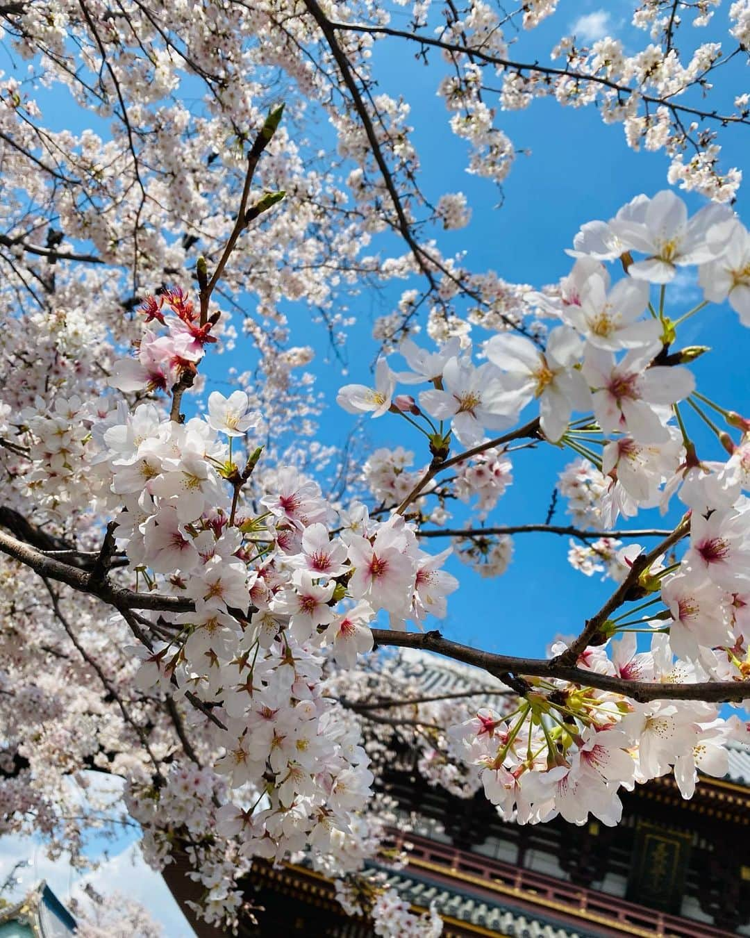 菜那くららさんのインスタグラム写真 - (菜那くららInstagram)「🌸🌸🌸  見上げると、 今年も綺麗な桜が沢山𓂃𓈒𓂂𓏸❀  雨上がりの夜桜は同期と一緒に🥰🌸  大きな桜の木を見上げる みくちゃんと私✨  Photo by あやちゃん📸  #桜 #2023 #お花見 #夜桜」4月2日 20時42分 - nana_kurara