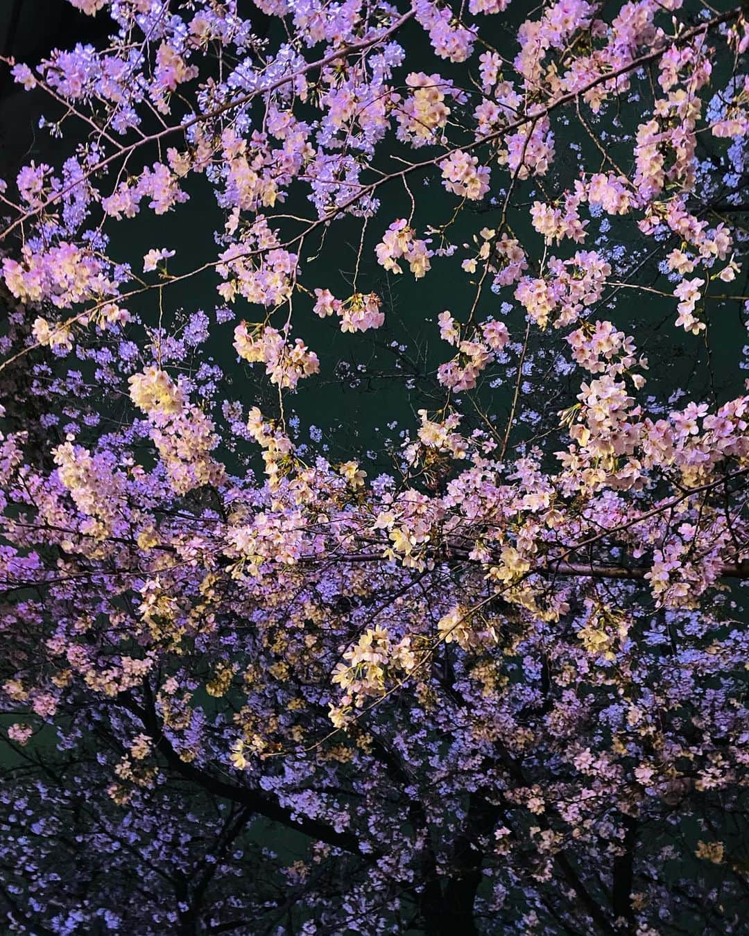 菜那くららさんのインスタグラム写真 - (菜那くららInstagram)「🌸🌸🌸  見上げると、 今年も綺麗な桜が沢山𓂃𓈒𓂂𓏸❀  雨上がりの夜桜は同期と一緒に🥰🌸  大きな桜の木を見上げる みくちゃんと私✨  Photo by あやちゃん📸  #桜 #2023 #お花見 #夜桜」4月2日 20時42分 - nana_kurara