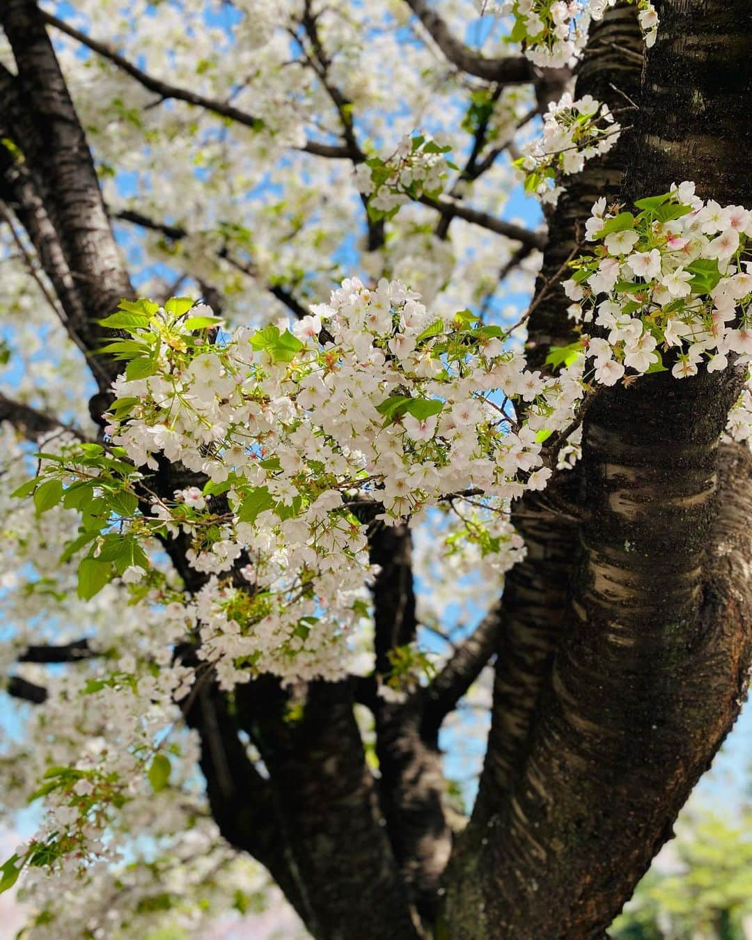 菜那くららさんのインスタグラム写真 - (菜那くららInstagram)「🌸🌸🌸  見上げると、 今年も綺麗な桜が沢山𓂃𓈒𓂂𓏸❀  雨上がりの夜桜は同期と一緒に🥰🌸  大きな桜の木を見上げる みくちゃんと私✨  Photo by あやちゃん📸  #桜 #2023 #お花見 #夜桜」4月2日 20時42分 - nana_kurara