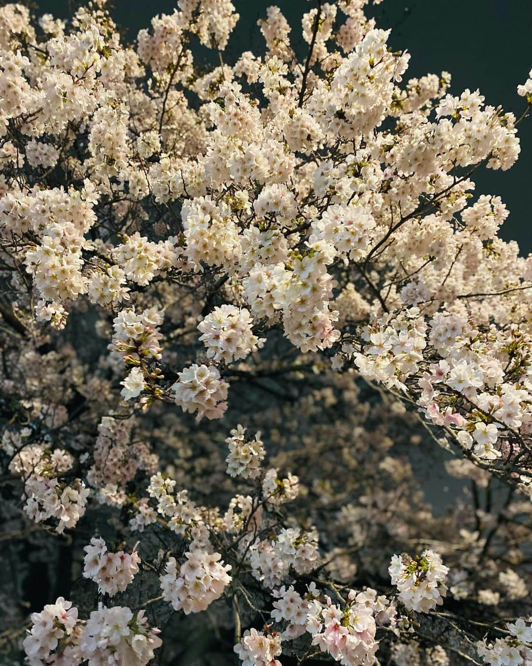 菜那くららさんのインスタグラム写真 - (菜那くららInstagram)「🌸🌸🌸  見上げると、 今年も綺麗な桜が沢山𓂃𓈒𓂂𓏸❀  雨上がりの夜桜は同期と一緒に🥰🌸  大きな桜の木を見上げる みくちゃんと私✨  Photo by あやちゃん📸  #桜 #2023 #お花見 #夜桜」4月2日 20時42分 - nana_kurara