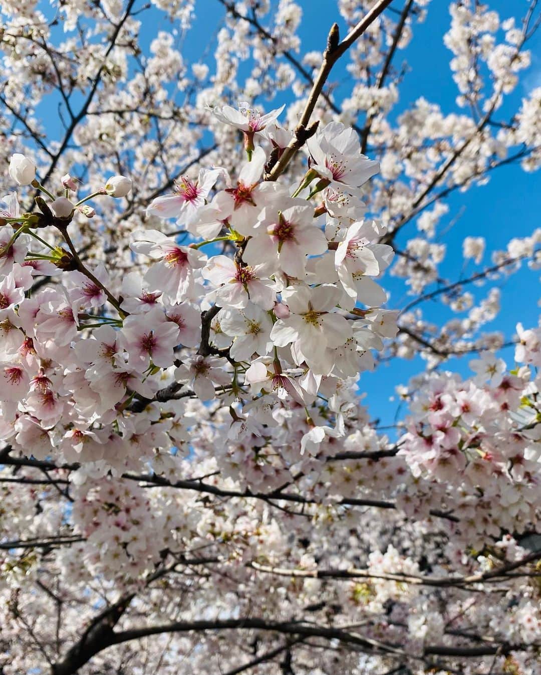 菜那くららさんのインスタグラム写真 - (菜那くららInstagram)「🌸🌸🌸  見上げると、 今年も綺麗な桜が沢山𓂃𓈒𓂂𓏸❀  雨上がりの夜桜は同期と一緒に🥰🌸  大きな桜の木を見上げる みくちゃんと私✨  Photo by あやちゃん📸  #桜 #2023 #お花見 #夜桜」4月2日 20時42分 - nana_kurara